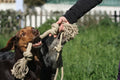 Organic hemp rope dog toy, Made for serious chewers, Eco friendly and natural dog toy, Large size handmade toy for dogs, Pet chew toy