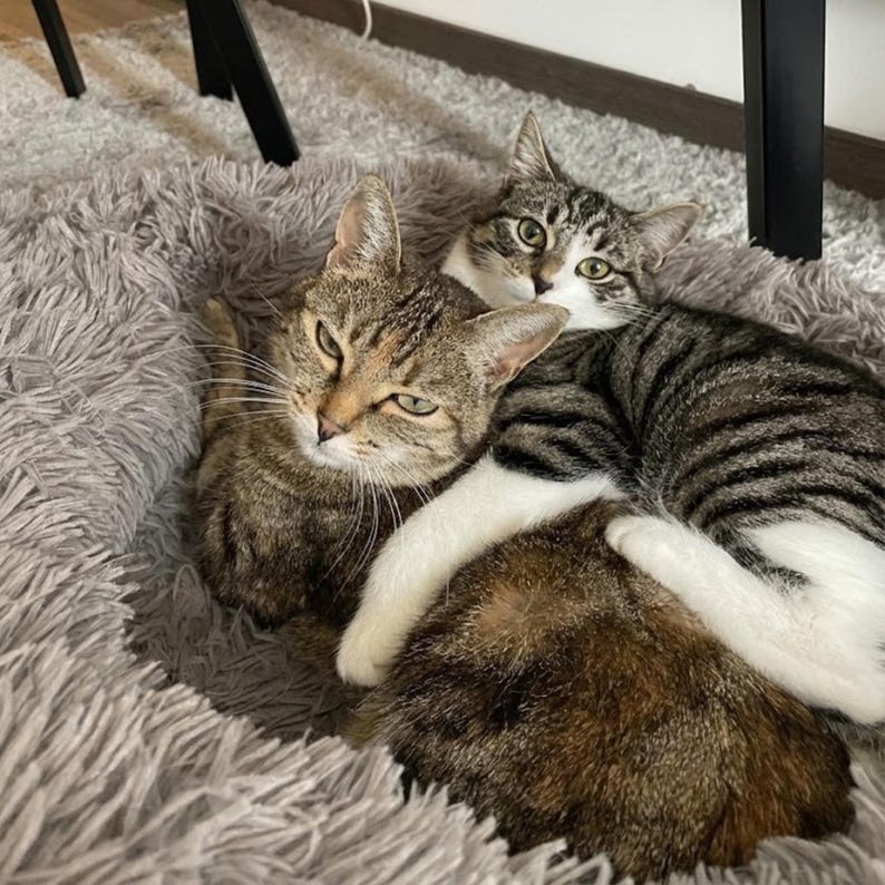 Calming Donut Bed For Cats and Small Dogs, Washable