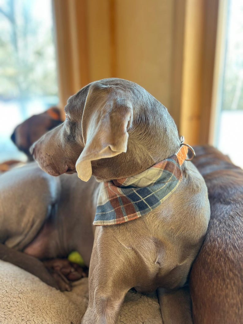 Handmade Slip On Dog Bandana